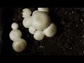 Bedrijfsfilm Agarica Hoogeveen | Bedrijfsfilm laten maken? Bluemedia Assen !