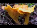 Bedrijfsfilm Agarica Hoogeveen | Bedrijfsfilm laten maken? Bluemedia Assen !