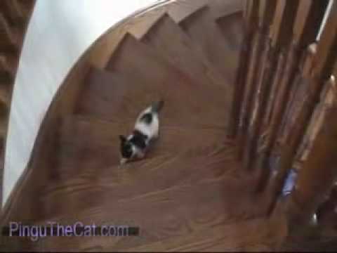 fat person falling down stairs. Kitten Falls down the Stairs