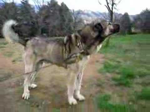 strongest dog in world. Strongest Dog of the world