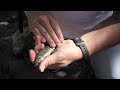 Fishing Salmon Eggs in Streams