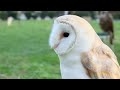Lovely Owl