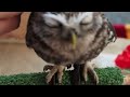 Lovely Owl