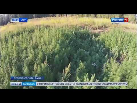  Жителя Прокопьевского района оштрафовали за заросли конопли на огороде