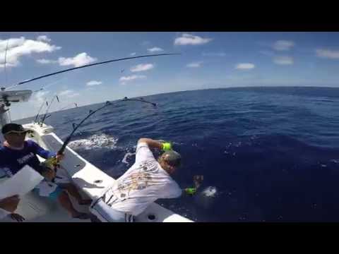 gulf of mexico 400b blue marlin catch and release