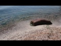 New Relaxing Water Films - Lake Erie Islands