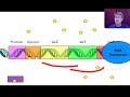 Gene Regulation
