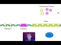 Gene Regulation