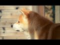 Akita Inu Kaitô - March 2013