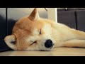 Akita Inu Kaitô - March 2013