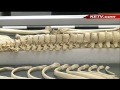 Offutt opens military identification lab