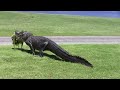 Oyster Bay Golf Links - Alligator