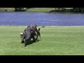 Oyster Bay Golf Links - Alligator