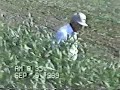 Allis Chalmers 8070 discing down millet. 9-89