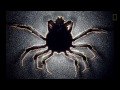 Zombie Parasites - Nat Geo Live