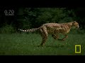National Geographic Live! - Greg Wilson: Cheetahs on the Run