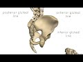 Bones of the Pelvis - Hip Bones - Anatomy Tutorial