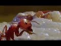 Fire ants vs humans - BBC