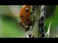 Crazy Ant Farmers - Weird Nature - BBC animals