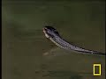 Jesus Christ Lizard