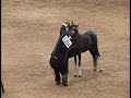 2012 AMHR Miniature Horse Supreme Futurity Halter Champion AE Made In America