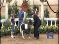2012 AMHR Miniature Horse Supreme Futurity Halter Champion AE Made In America