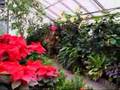 Bellingrath Holiday Rose Garden & Tropical Greenhouse
