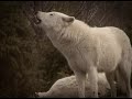 Coyotes by Brian Borcherdt Fan video