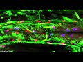Organelle movement in plant cells movie clip