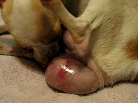 Pictures Of Puppies Being Born. the 2nd puppy eing born.