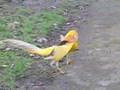 Разведение фазанов: Golden Pheasants Fighting(Золотой фазан)