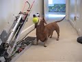Jerry needs no help playing with his ball.