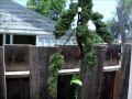 blueberry kush harvest: buds and butter