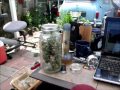 blueberry kush harvest: buds and butter