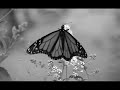 carry this picture - dashboard confessional (lyrics)