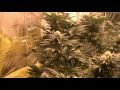 Busted in Marijuana Grow Room Again.mp4