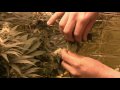 Busted in Marijuana Grow Room Again.mp4