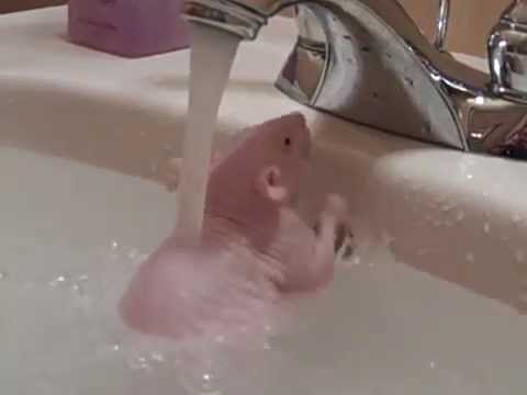 Rato tira a roupa e toma banho completamente nu