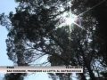 16.1.2013 – Lotta al Matsucoccus nel Parco, il Consiglio approva la strategia per il 2013