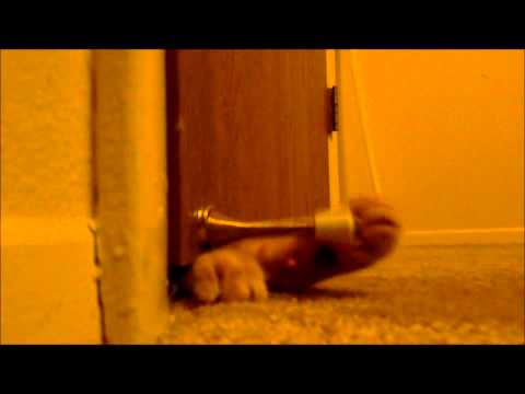 Cat Alarm Clock 4aTagDSnclk