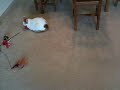 Roomba iRobot 560 - Demonstration