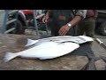 Aftermaths of Ninilchik Halibut Charter
