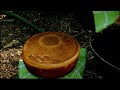 Ray Mears - How to bake bread in the outdoors, Wild Food
