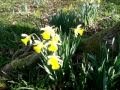 Daffodil Dreaming