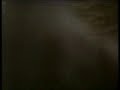 gatti matti video comico DA RIDERE
