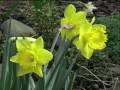 British Cut flowers - Daffodil