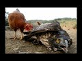 خـــــبِّــــيــــــرة و عــبرة :النسر و الدجاج