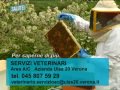 Api e apicoltori Api e apicoltori