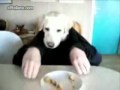 Perro comiendo con manos - videos graciosos de animales