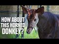 8 Creatures You Won't Believe Exist